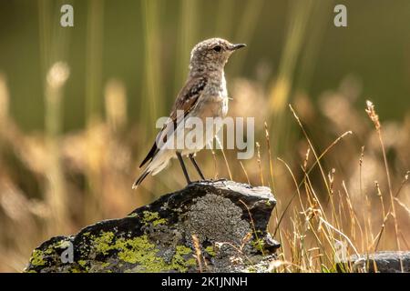 Steinschmätzer, Oenanthe oenanthe, Fliegenschnäpper, Schnäpper, Muscicapidae, Vogel, Tier, Natur, Schweiz *** Légende locale *** Oenanthe oenanthe,Mus Banque D'Images