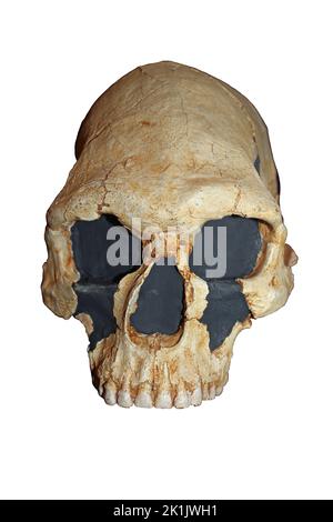 Homo sapiens Skull, Kow Swamp, Victoria, Australie Banque D'Images