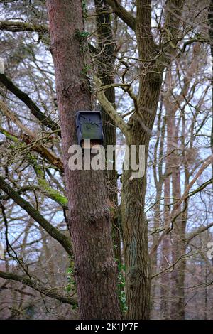 Chauve-souris moderne en bois et béton avec dessin d'une chauve-souris. Situé dans une forêt sur un pin. Amersfoort, pays-Bas Banque D'Images