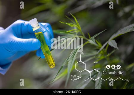 Éléments de CBD dans le cannabis, goutte dosant une plante biologique et écologique de chanvre huile pharmaceutique de cbd provenant d'un pot. Concept de Herbal alternatif Banque D'Images