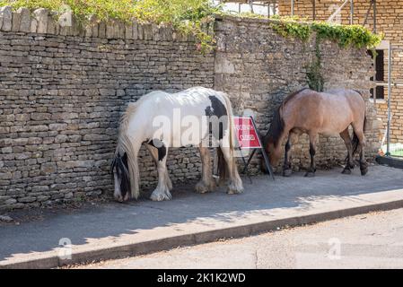 Dans la petite ville marchande de Cotswold, à Minchinhampton, près de Stroud, les chevaux qui se broutent librement sur le commun voisin s'éloignent souvent dans le centre-ville Banque D'Images