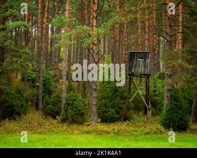 ancienne tour de chasse en bois dans une forêt de pins profonds Banque D'Images