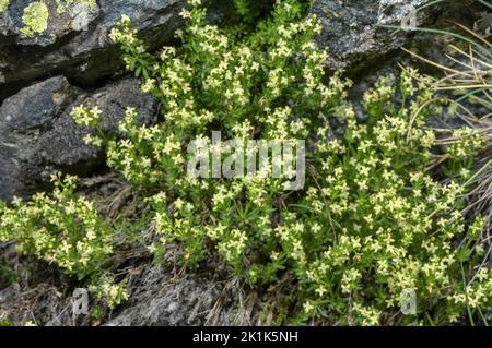 Paille de lit à grosses graines, Galium megalospermum, en fleurs et en fruits dans les Alpes Maritimes. Banque D'Images