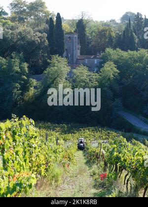 Vendange. Tracteur dans un vignoble biologique à Camigliano près de Lucca en Toscane, Italie. Les boîtes rouges sont prêtes à être remplies de raisins. Banque D'Images