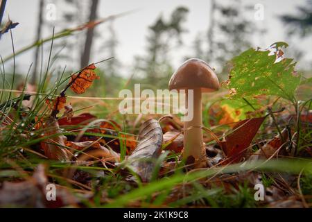 Tête de fée à saigner champignon (mycena haematopus) sur le fond de la forêt Banque D'Images