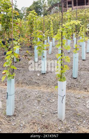 Rangées de jeunes vignes formées sur un poteau de support en fer recouvert de protections en plastique pour arbres dans le vignoble. Saison d'automne, temps de récolte. Vignerons, concept de viticulture. Mise au point sélective Banque D'Images