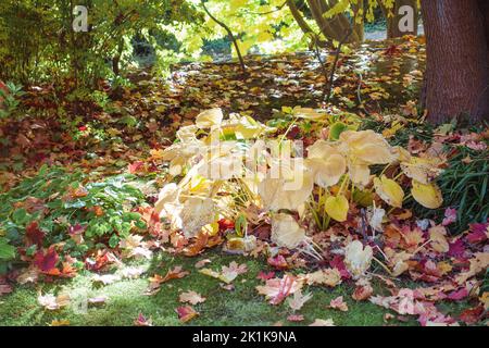 Atcolonne rouge et jaune feuilles d'érable tombé sur la grande herbe verte. Jardinage pendant la saison d'automne. Nettoyage de la pelouse des feuilles. Gros plan Banque D'Images