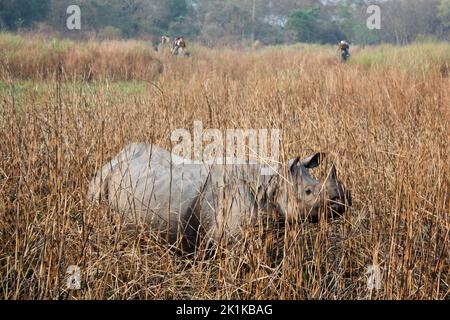 Rhinocéros indien à cornes dans le parc national de Kaziranga avec des touristes sur les éléphants en arrière-plan, Assam, Inde Banque D'Images