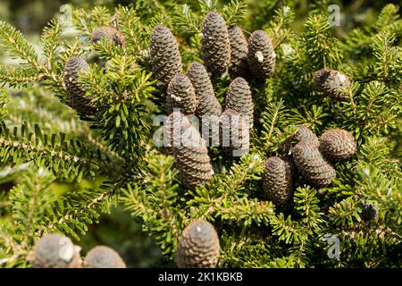 Branche d'un sapin coréen (Abies koreana). Cônes bleus. Banque D'Images