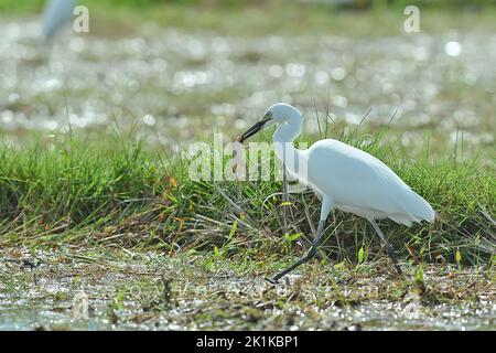Grande aigrette blanche marchant dans un rizières transportant une grenouille morte dans sa bouche, Indonésie Banque D'Images