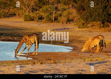 Trois girafes debout près de l'eau potable de la rivière Chobe, Botswana Banque D'Images
