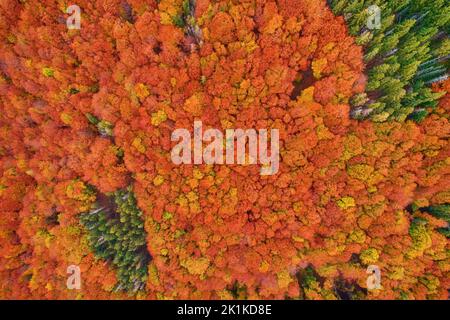 Vue aérienne de drone sur la forêt d'automne. Arbres colorés dans le bois. Arrière-plan de l'automne, vue aérienne de drone de beau paysage de forêt avec des arbres d'automne Banque D'Images