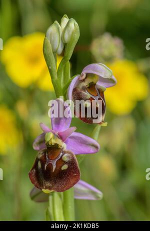 Orchidée araignée tardive, Ophrys holosericea, en fleur dans les prairies calcaires. Banque D'Images