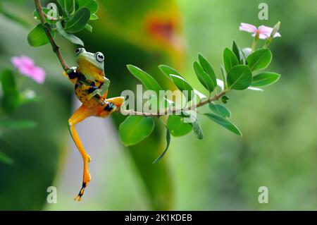 Grenouille d'arbre accrochée à une plante à fleurs, Indonésie Banque D'Images