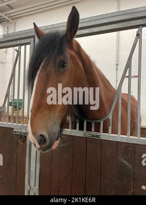 Apollo le Drum Horse à Hyde Park Barracks, Londres, qui sera monté par le caporal Chris Diggle de la bande de la cavalerie de la maison dans le cortège funéraire de la reine Elizabeth II. Date de la photo: Lundi 19 septembre 2022. Banque D'Images