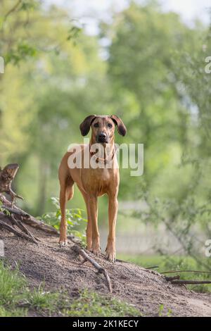 Portrait en plein air de race de chien Rhodésie Ridgeback Banque D'Images