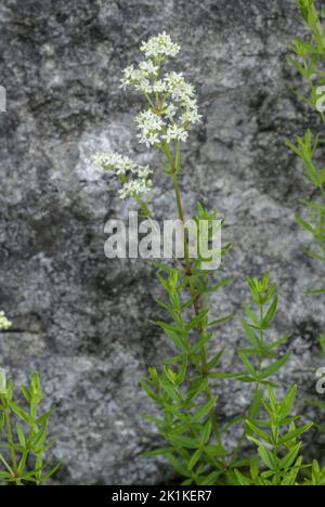 Paille de lit du Nord, Galium boreale en fleur. Banque D'Images