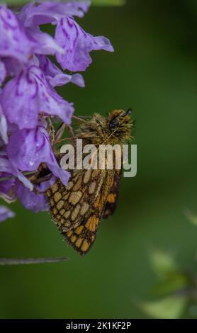 L'hespérie à carreaux, Carterocephalus palaemon, se nourrissant de la fleur d'orchidée tachetée. Banque D'Images