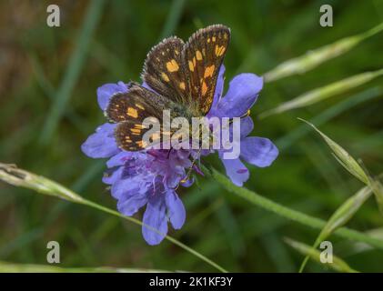 L'hespérie à carreaux, Carterocephalus palaemon, se nourrissant de la fleur de Scabious. Banque D'Images