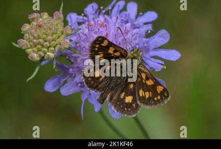 L'hespérie à carreaux, Carterocephalus palaemon, se nourrissant de la fleur de Scabious. Banque D'Images