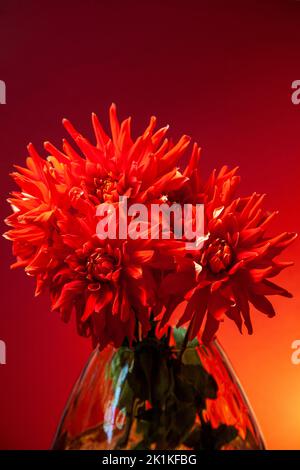 Dahlias rouge dans un vase Banque D'Images
