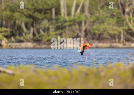 Flamants d'Amérique Phénicopterus ruber, adulte dans la lagune peu profonde, Kralendijk, Bonaire, Antilles néerlandaises, Caraïbes, Kralendijk, Bonaire, août Banque D'Images