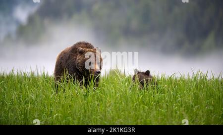 Une mère et un ours grizzli de cub se nourrissent des herbes hautes de la grande conge d'un misty Smith Inlet en Colombie-Britannique Banque D'Images