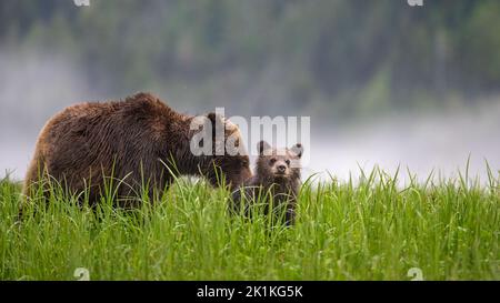 Un mignon, jeune, noir, grizzly ours cub se confond sur de grandes herbes de la bande de sédge tandis que sa mère se fait griser. Banque D'Images