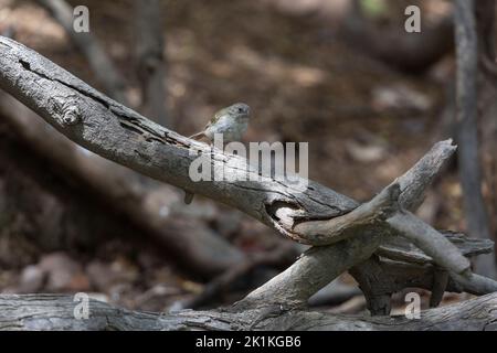 Melanospiza bicolor, femelle perchée sur une branche dans une forêt, parc national de Washington-Slagbaai, Bonaire, août Banque D'Images
