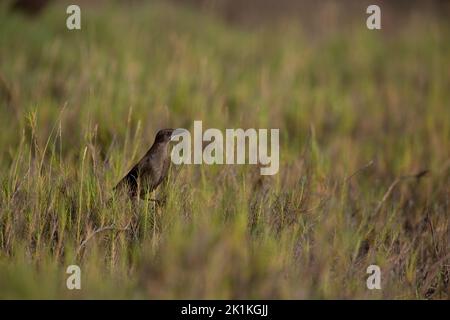 Carib grackle Quiscalus lugubris, fourrage pour jeunes, lagons de port, Kralendijk, Bonaire, Août Banque D'Images