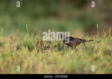 Carib grackle Quiscalus lugubris, fourrage pour jeunes, lagons de port, Kralendijk, Bonaire, Août Banque D'Images