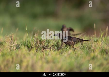 Carib grackle Quiscalus lugubris, fourrage pour jeunes, lagons de port, Kralendijk, Bonaire, Août Banque D'Images