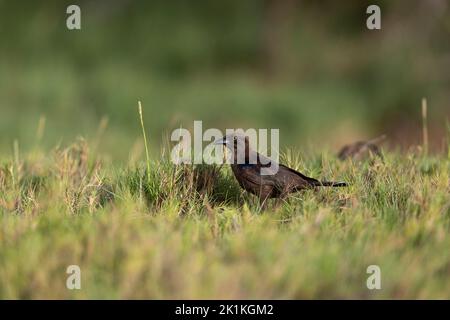 Carib grackle Quiscalus lugubris, fourrage pour jeunes, lagons de port, Kralendijk, Bonaire, Août Banque D'Images