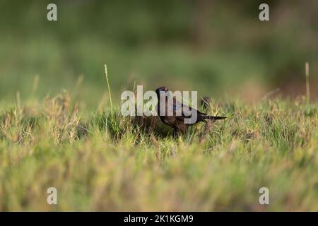 Carib grackle Quiscalus lugubris, fourrage pour jeunes, lagons de port, Kralendijk, Bonaire, Août Banque D'Images