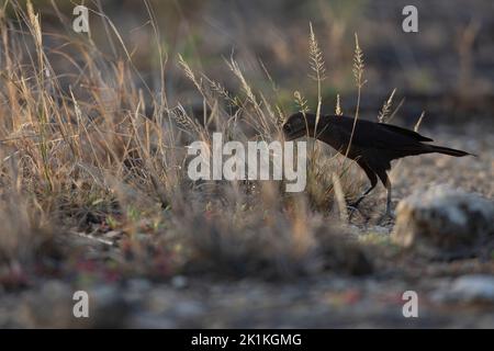 Carib grackle Quiscalus lugubris, fourrage pour jeunes, lagons de port, Kralendijk, Bonaire, Août Banque D'Images