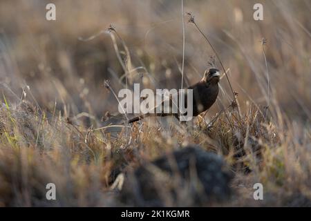 Carib grackle Quiscalus lugubris, fourrage pour jeunes, lagons de port, Kralendijk, Bonaire, Août Banque D'Images