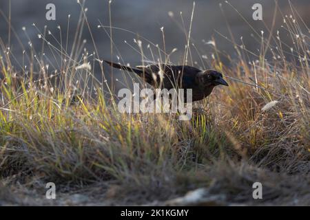 Carib grackle Quiscalus lugubris, fourrage pour jeunes, lagons de port, Kralendijk, Bonaire, Août Banque D'Images