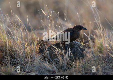 Carib grackle Quiscalus lugubris, fourrage pour jeunes, lagons de port, Kralendijk, Bonaire, Août Banque D'Images