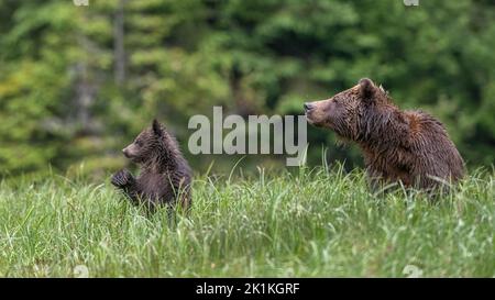 Des ours en alerte ! Une mère grizzli vigilante et son cub noir regardent au-dessus des herbes hautes du printemps de la forêt tropicale du Grand Ours du Canada Banque D'Images