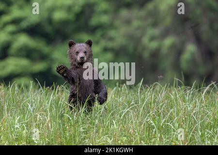 Un jeune ours grizzli noir se promène dans la forêt pluviale Great Bear de Colombie-Britannique Banque D'Images