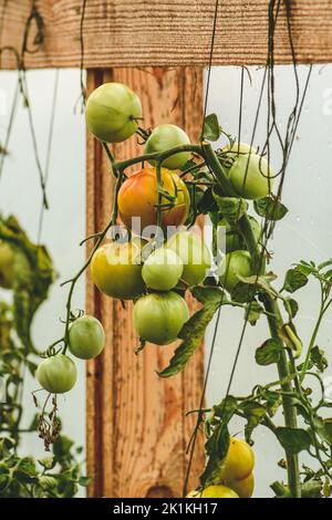 Bouquet frais bio de tomates vertes suspendues dans une serre rustique en bois, gros plan. Concept d'agriculture biologique, bio-produit, bio-écologie Banque D'Images