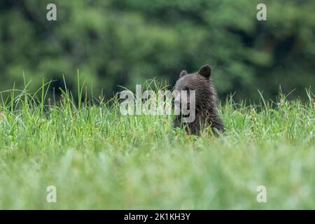 A cute black grizzly bear cub in tall sedge grass Stock Photo