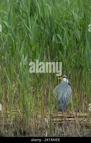 Héron gris Ardea cinerea, adulte debout dans un lit reedbed, Ham Wall, Somerset, Royaume-Uni, mai Banque D'Images