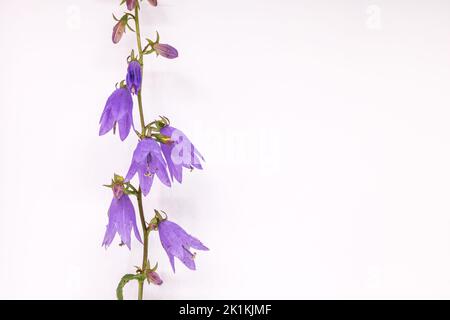 La fleur de Campanula rapunculoides. Noms communs de bellflower rampant, rampion, bluebell de jardin, cloche pourpre, harbell de jardin. Sur fond blanc. Banque D'Images