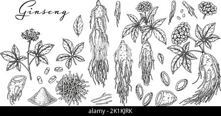 Ensemble de racines de ginseng sauvages dessinées à la main avec des feuilles et des baies isolées sur fond blanc. Illustration de vecteur botanique dans un style d'esquisse pour l'emballage, Illustration de Vecteur