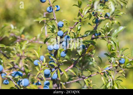 Prunus spinosa fruits généralement le noirthorn ou le sloe. Sain, plein de vitamines et d'antioxydants. Plante indigène de l'Europe, la Grande-Bretagne et l'Asie occidentale. Banque D'Images