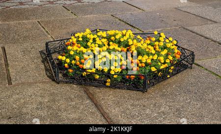 Petit lit de fleur avec des fleurs sur le fond de dalles de béton. Banque D'Images