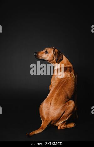 Magnifique portrait de chien Rhodésie Ridgeback sur fond noir Banque D'Images