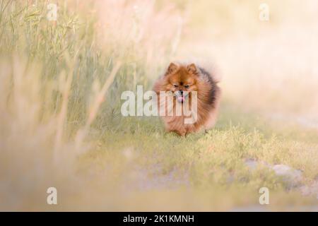 Chien spitz de Poméranie mignon lors d'une promenade Banque D'Images