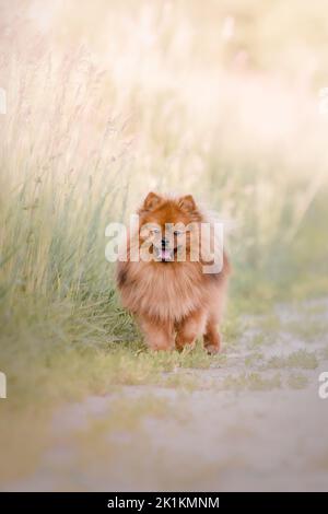 Adorable chien spitz de Poméranie en plein air Banque D'Images